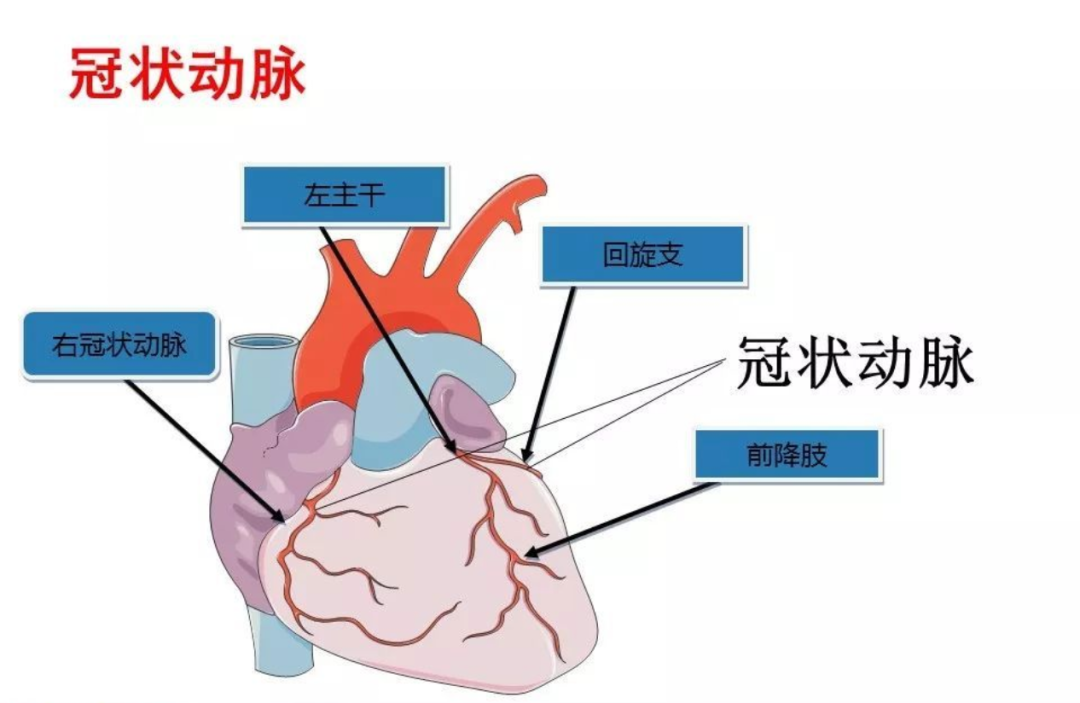 心臟血管會(huì)“抽筋”？認(rèn)識(shí)一下冠脈痙攣！